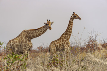 two giraffes etosha namibia safari wildlife