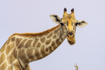 A sweet giraff is standing and looking.