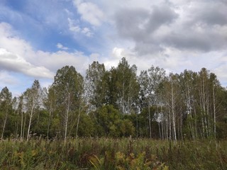 landscape with trees and blue sky