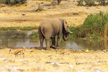African Elephant Bull (Loxodonta africana) drinking water, South Africa