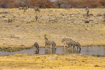water etosha zebras drinking evening adventure