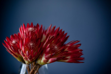 Pink Protea on Blue with vase