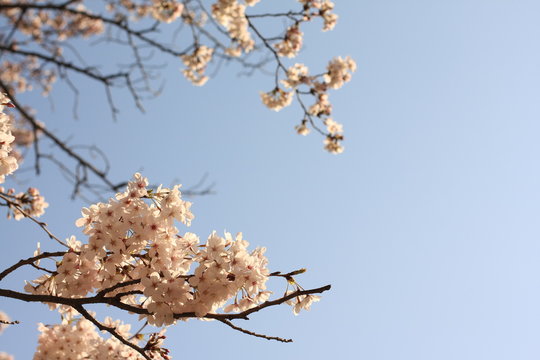 Elegant Cherry Blossom in Japanese for spring time image