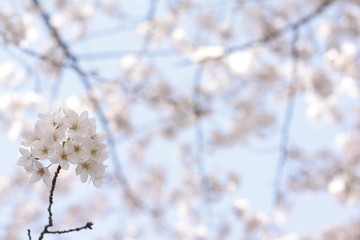 Elegant Cherry Blossom in Japanese for spring time image
