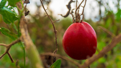 tomatoes on a branch close up