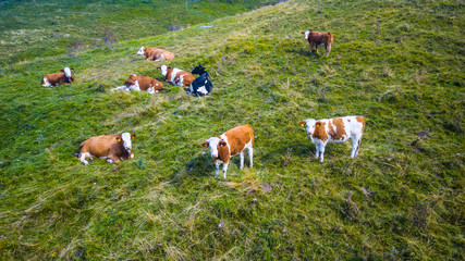 Mucche al pascolo in montagna