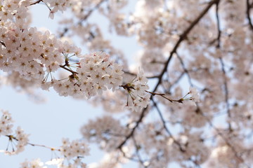 Elegant Cherry Blossom in Japanese for spring time image