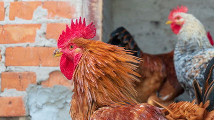 the rooster head close up