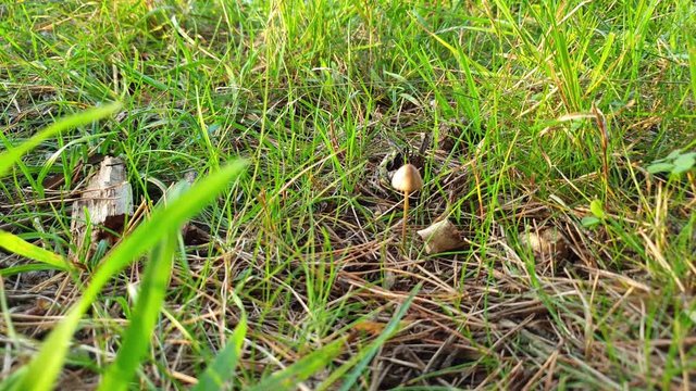 Hallucinogenic mushrooms. Psilocybin mushrooms. Mushrooms in the forest.