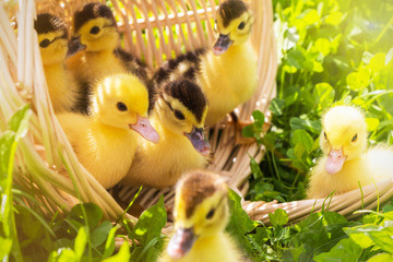 cute little ducklings in a wicker basket on a Sunny day.