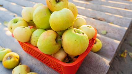 the apples in the basket