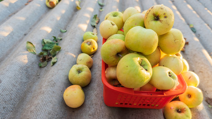 the apples in the basket