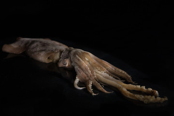 Fototapeta na wymiar Big squid, calamary on a black background