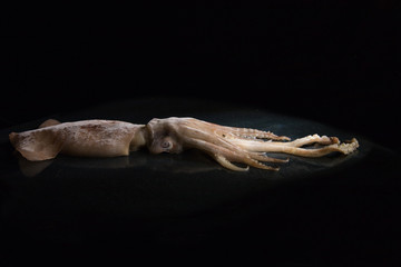 Big squid, calamary on a black background