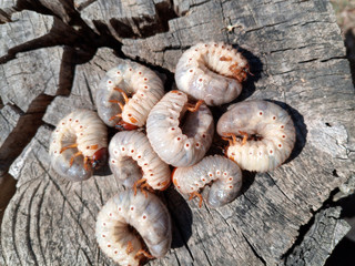 Rhino beetle larvae on an old wood stump. Large larvae of rhinoceros beetle. rhinoceros beetle