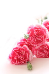 elegance pink carnation with copy space for Mother's Day Images