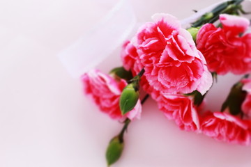 elegance pink carnation with copy space for Mother's Day Images