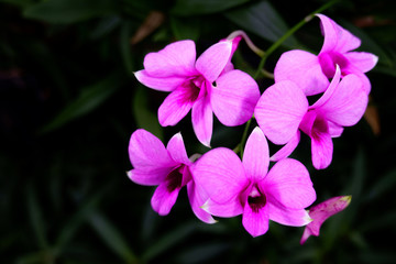 Fototapeta na wymiar Pink Phalaenopsis or Moth dendrobium Orchid flower tropical garden on leaf green background. Soft focus with COPY SPACE.
