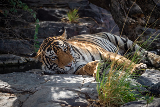 bengal tiger in nature habitat. Wildlife scene with danger animal. Head shot of tiger. Dry forest male tiger angry  Eyes and Expression resting on rocks, Panthera tigris at Ranthambore national park