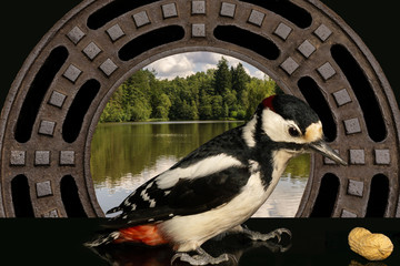 Buntspecht sucht die Nahrung. Hintergrund Nr. 10