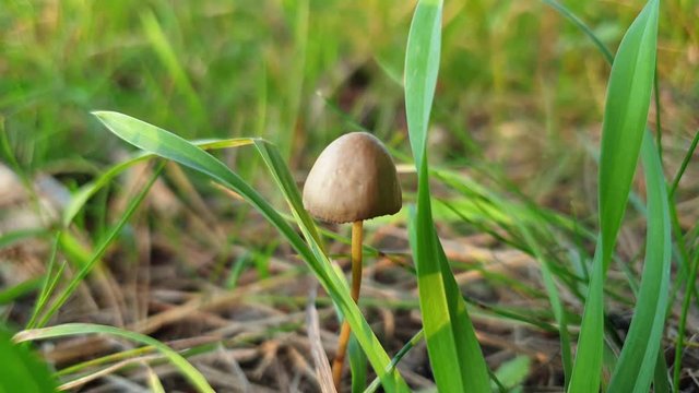 Hallucinogenic mushrooms. Psilocybin mushrooms. Mushrooms in the forest.