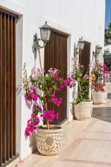 Flowerpots with bright decorative flowers near the white wall in the city of Bodrum, Turkey.