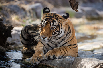 bengal tiger in nature habitat. Wildlife scene with danger animal. Head shot of tiger. Dry forest male tiger angry  Eyes and Expression resting on rocks, Panthera tigris at Ranthambore national park