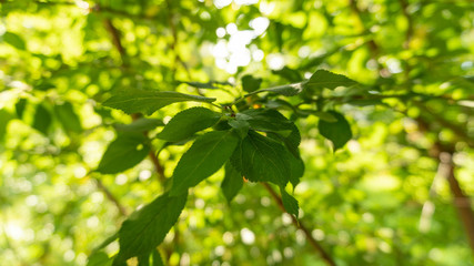 Fototapeta na wymiar Green leaves of a bush