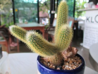 cactus