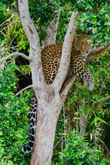 Obraz na płótnie Canvas Mystique Leopard in tree