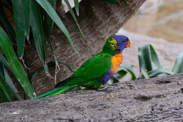 rainbow lorikeet