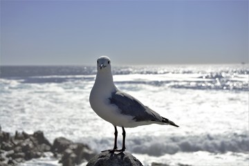 seagull on the beach
