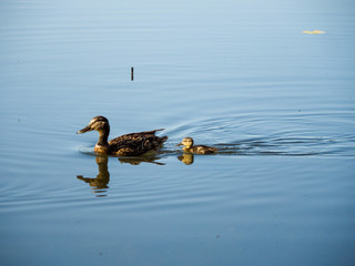 ducks in water