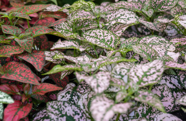 Hypoestes phyllostachya or the polka dot plant