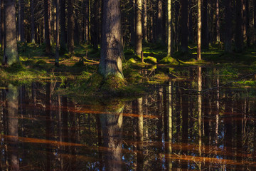 the sun's rays fall on spruce growing in moss in a swamp