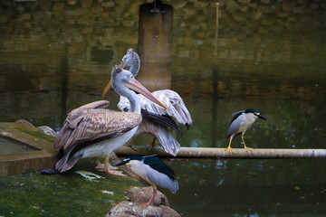 Great pelican fishing in lake, Big birds in the world, Birds firshing