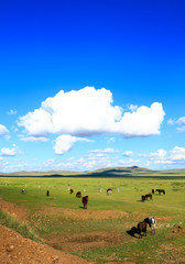 The horses are on the grassland