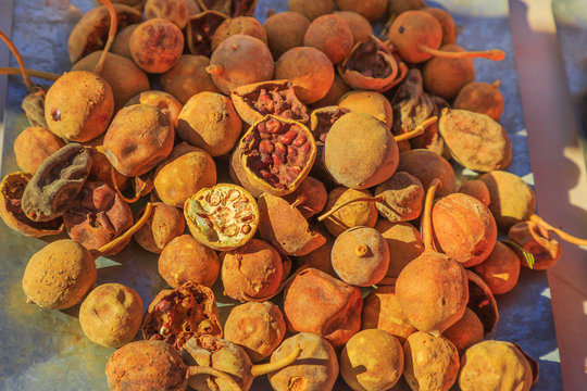 Top View Of Eucalyptus Seed Dry. Australia Bush Food Eaten By Australian Aborigines. Australian Outback. Northern Territory, Australia.