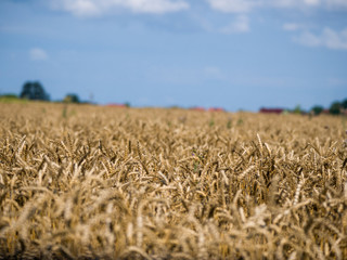 field of wheat