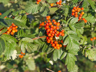 Branches, leaves and red berries of Swedish white beam (Sorbus intermedia), close up with selective...
