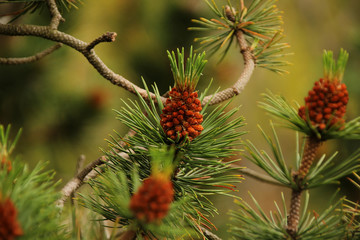 Obraz premium Flowering branches of pine, with cones and green needles on a blurred natural background