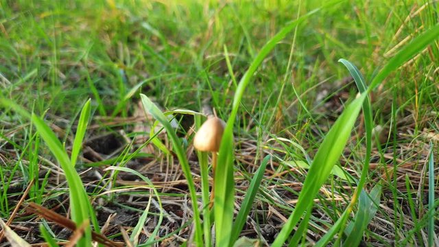 Hallucinogenic mushrooms. Psilocybin mushrooms. Mushrooms in the forest.