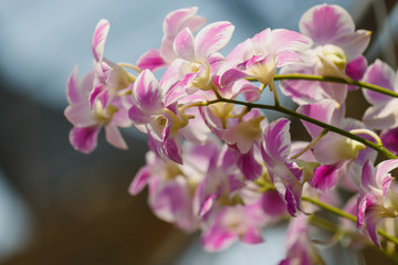 flower orchids pink purple for background