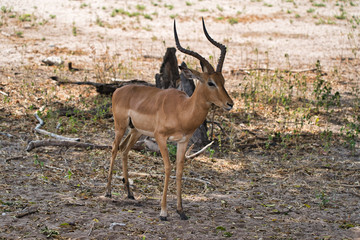 Naklejka na ściany i meble Antelope in Chobe safari park, Zimbabwe, Africa