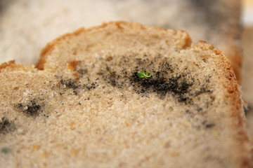 photograph of a piece of rye bread covered with gray and black mold, copy space, close-up