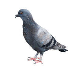 pigeon on a white background, isolated