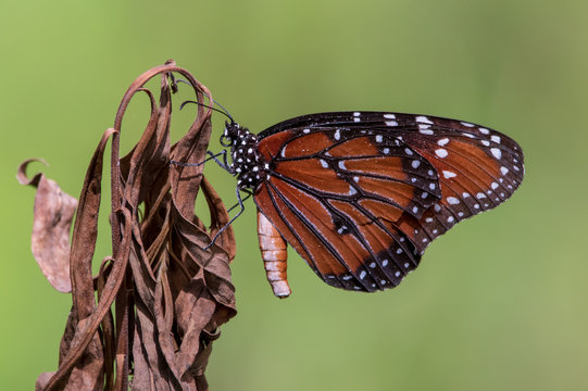 "Queen Butterfly" Images – Browse 646 Stock Photos, Vectors, and Video