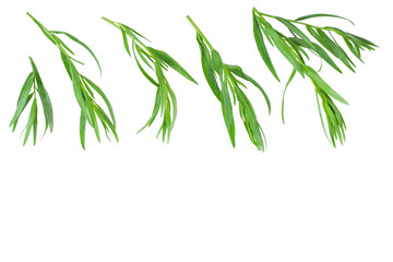 tarragon or estragon isolated on white background with copy space for your text. Artemisia...
