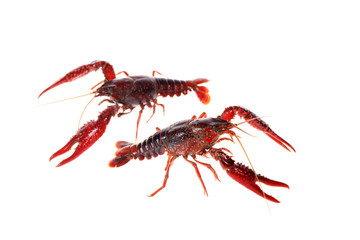 Crayfish