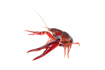 Crayfish